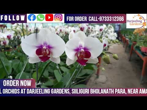 Natural flower fast growth ground orchids spathoglotis sp pl...