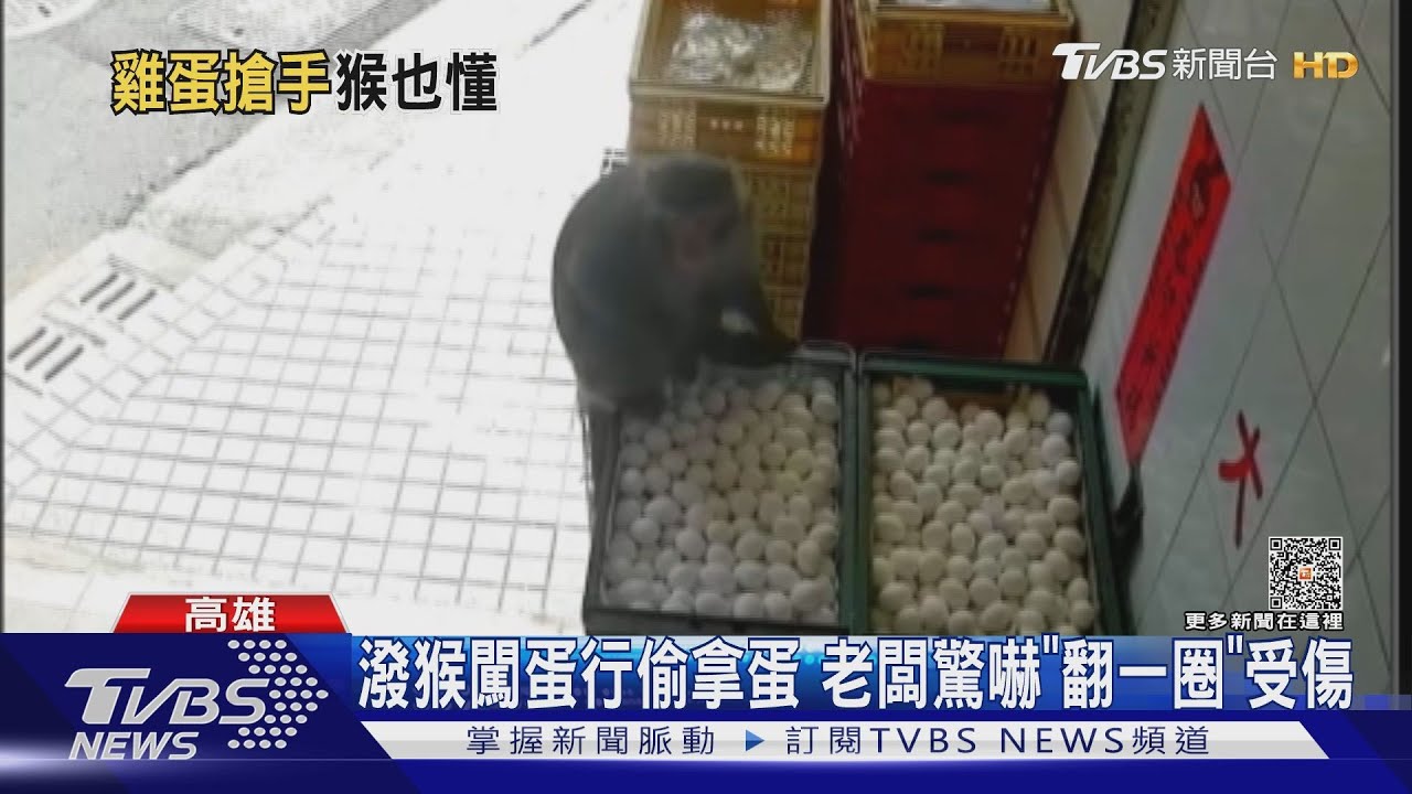 潑猴流浪楠梓闖蛋行偷拿蛋　老闆驚嚇「翻一圈」跌地受傷