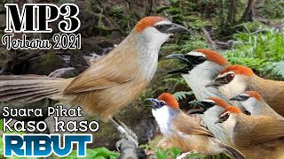 Download lagu Suara Pikat Burung Kaso kaso Ribut. Sangat Terbukti mp3 Download lagu Suara Pikat Burung Kaso kaso Ribut. Sangat Terbukti mp3