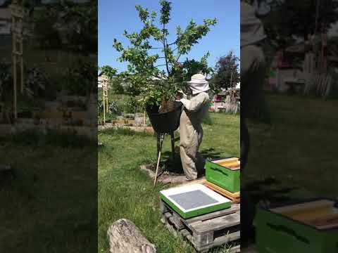 Bisvärm på Guldängen