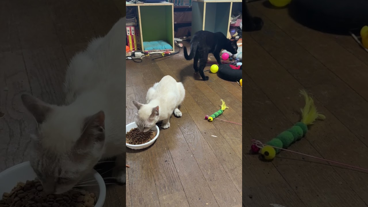 サバ缶を食べ終えたミヌエットのクリーム。哀愁の背中