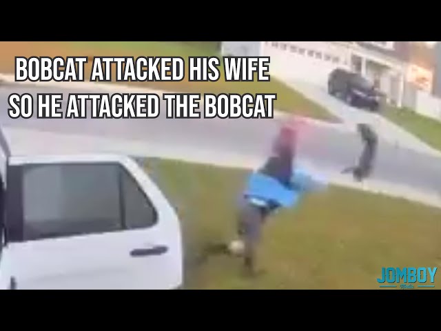 Man Tosses Bobcat that Went After his wife, a breakdown