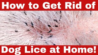 Eradicate the Infestation: How to Get Rid of Dog Lice at Home Fast!