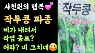 작두콩 파종????(비, 잠시 멈출때????) 농장, 할일은 많은데???? 꽃만피면 비가 내리네요 ????