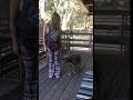 Jonesy working on Heel and Halt with auto sit