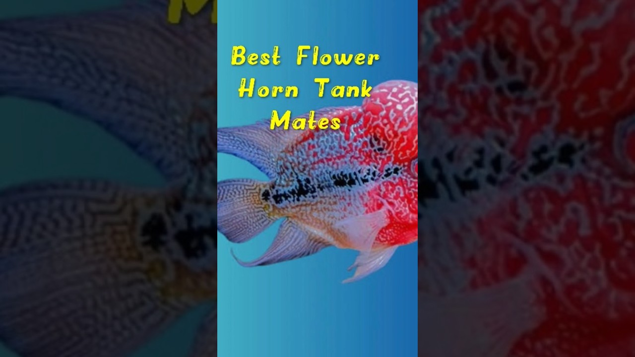 Best Flower Horn Tank Mates #fish #aquaticpets