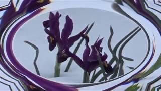 ERIC BIBB, WORRIED MAN BLUES