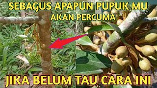 Download lagu CAN FRUIT WHEN WE WANT!! How to make a durian tree bear fruit quickly mp3 Download lagu CAN FRUIT WHEN WE WANT!! How to make a durian tree bear fruit quickly mp3