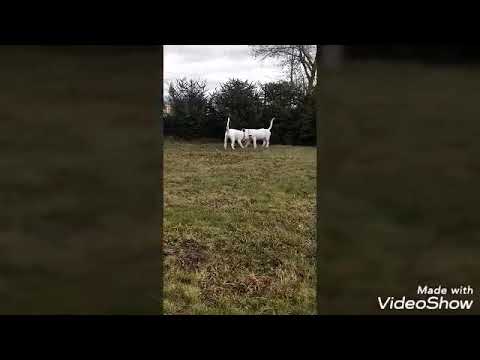 Cella De La Fonte Bull dub Connor Alexandro Bull Dub