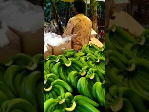 G9 a grade high quality fresh cavendish banana, packaging si...