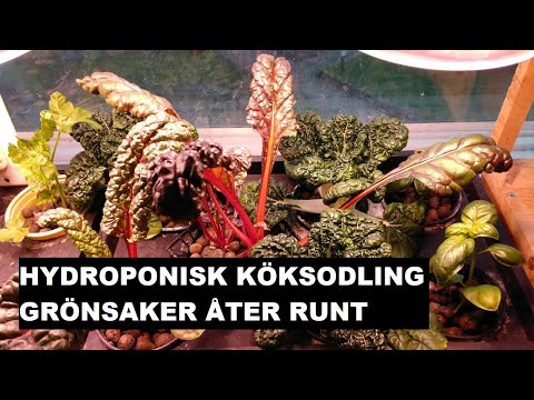 Hydroponisk Köksodling - Grönsaker & Örter Året Runt