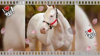 NI AMORES NI DEUDAS\ GRUPO LABERINTO.