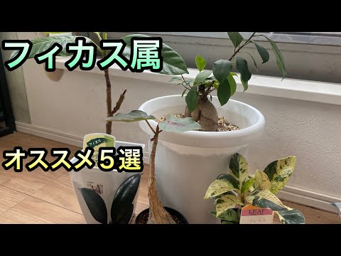 園芸 フィカス高麗人参、フィカス盆栽