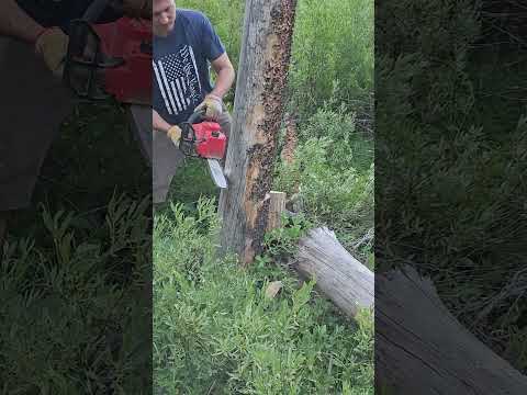 Milwaukee Top Handle Chainsaw cutting down a tree