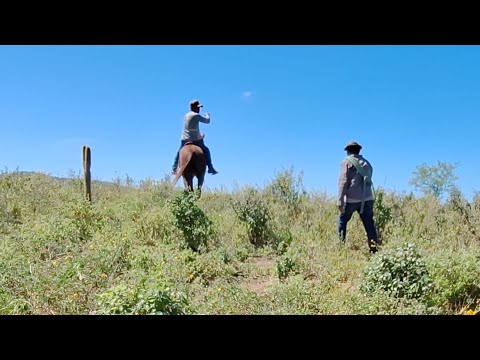 Pega de gado no Sítio Magalhães Monte das Gameleiras-RN. 