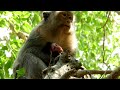 Newborn Baby Monkey Emila Gave Birth To A Baby Named Emily Emila She Was So Tired