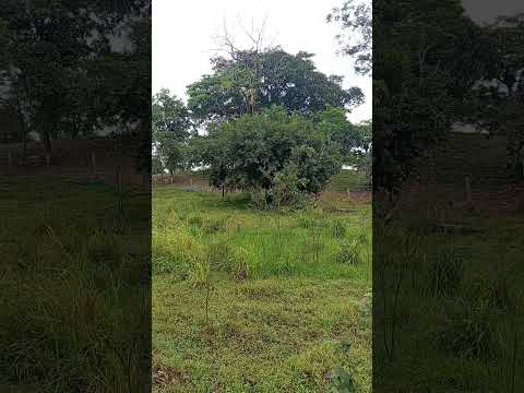 río de la naturaleza en Upala Alajuela