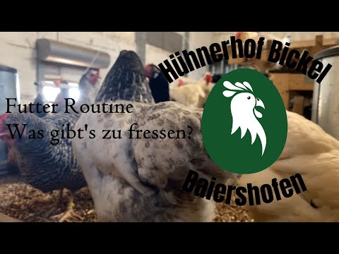 Futter Routine im Hühnerstall -- was gibt's für die Hühner zu Fressen? -- Hühnerhof Bickel