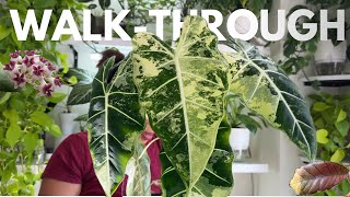 NEW BASEMENT SETUP 💡| NEW PLANTS 🪴 | NEW BLOOMS 🌸| NEW LEAVES 🌱| Collection Walkthrough