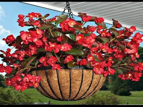 download lagu mp3 mp4 Hanging Flower Plants, download lagu Hanging Flower Plants gratis, unduh video klip Hanging Flower Plants