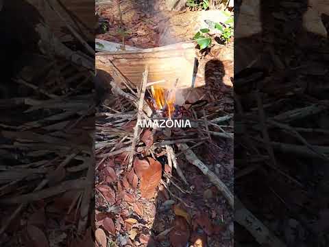 Amazônia Novo Airão #natureza #naturezasurpreendente