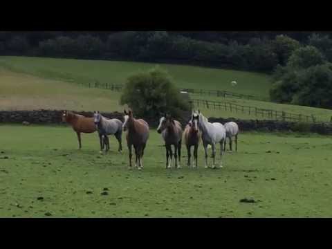 Johara 4, 22 July, Warrens Hill