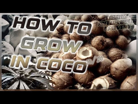 How To Properly Use CoCo Coir to Grow Massive Plants