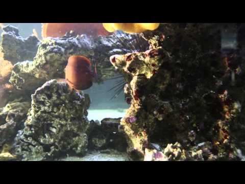 Hydor Koralia Circulation and Wave Pump