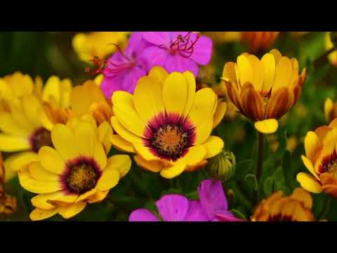 Opwekking 278 Juicht de Here 1B