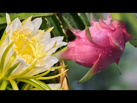 Dragon Plant Flowering to Fruits | Garden Vlog | Vlog With Najmul