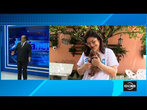 Lei pune e multa quem for flagrado acorrentando animais 06 02 2023