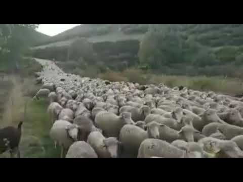 , title : 'Dünyanın En Büyük Koyun Sürüsü'