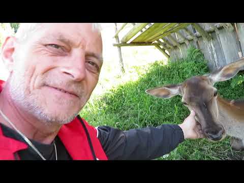 Ricaedy-Crescatoria de Cerbi Darmoxa...--