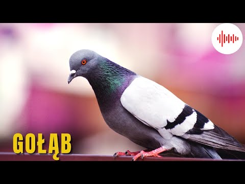 Gołąb - odgłos gołębia. Dźwięki gołębia. Odgłosy jakie wydaje gołąb. Jak robi gołąb?
