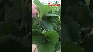 공짜로 배우는 재배 기술!!! 이파리 관리 방법!!! 과를 가리는 이파리 잘라??말아?? #shorts