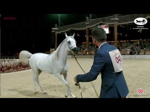 N 43 ZENOBIA AL WAAB   Katara Int  Arabian Peninsula Horse Show 2022   Fillies 2 Years Old Class 2A