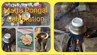 preview picture of video 'Mattu Pongal Celebration in Village - Tamil Culture'