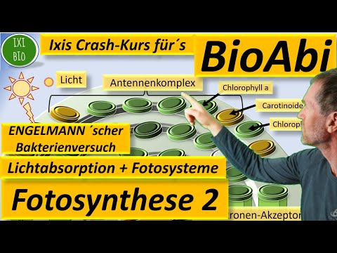 Fotosysteme, Lichtabsorption über Antennenpigmente (Antennenkomplex) und Reaktionszentrum erklärt