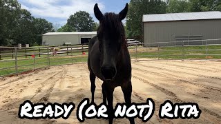 Can this rescue horse be lunged?