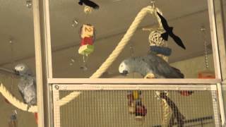 Graupapagei Rudi in Schwatzlaune Teil 3