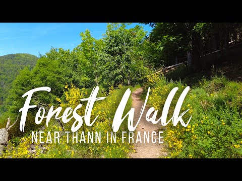 Relaxing Forest Walk near Thann in France