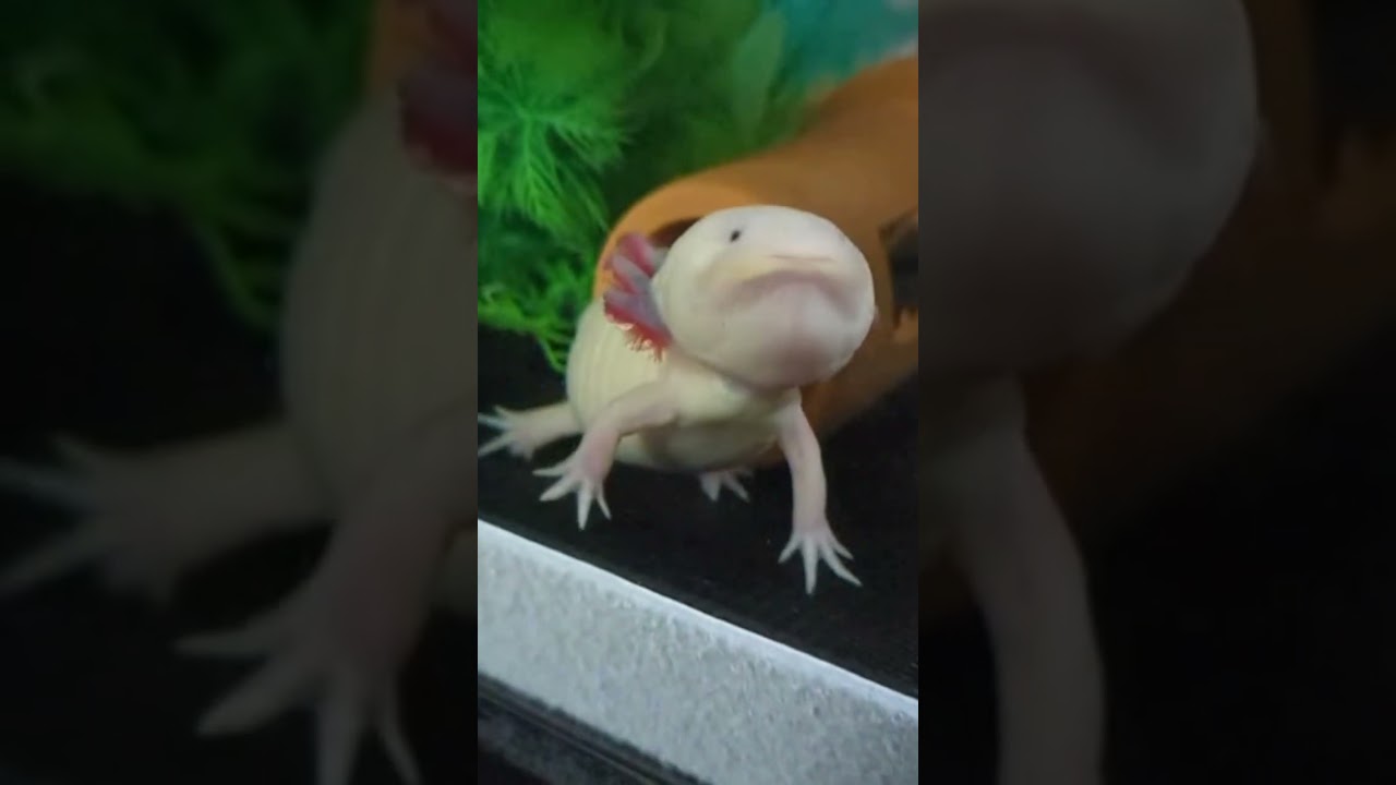 サラダ君思ってた以上にお口で大きくてビックリしたよ