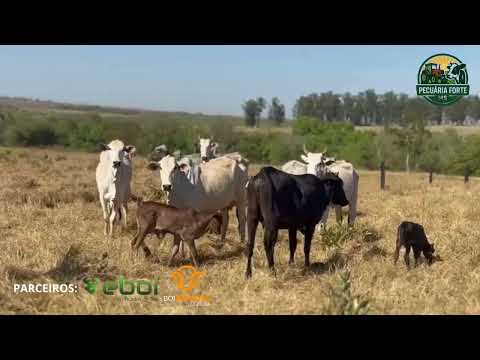 16 Vacas em Ribas do Rio Pardo – Paridas e Mojando – R$ 4.000 cada