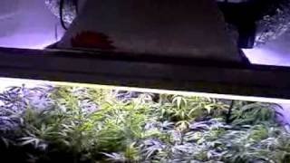 How to grow medical grade Marijuana in a small space at home