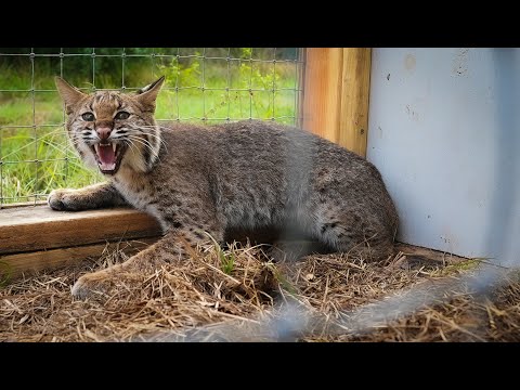 Trapping WILD BOBCAT in HOME MADE trap! {Catch Clean Cook} Cast Iron Bobcat Loin