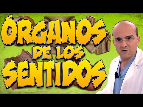 The 5 SENSE ORGANS: SIGHT, HEARING, TOUCH, SMELL, AND TASTE. HOW DO THEY WORK? | HUMAN BODY