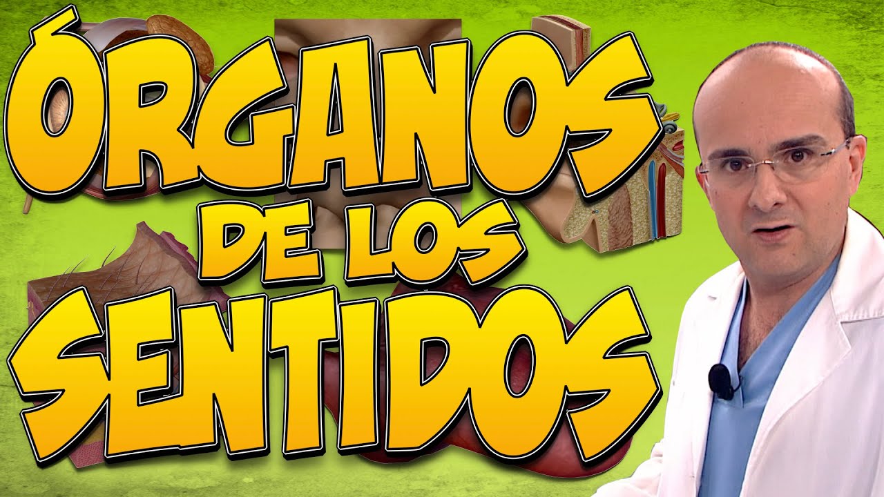 The 5 SENSE ORGANS: SIGHT, HEARING, TOUCH, SMELL, AND TASTE. HOW DO THEY WORK? | HUMAN BODY