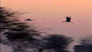Flight of the Sarus crane