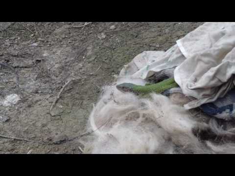 Șopârlă verde | The European green lizard (Lacerta viridis) sleeping