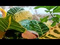 Pottanae Poovilangu Poovilangu Priyadharshini Sthanusubramony